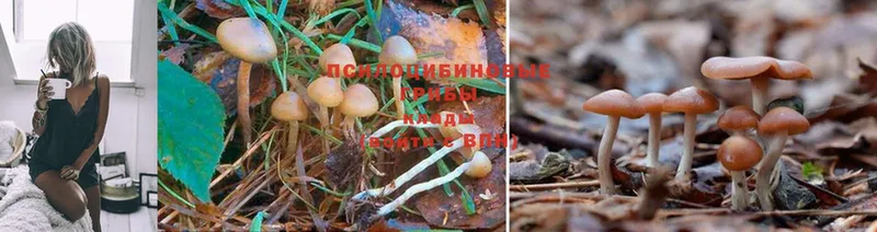 Галлюциногенные грибы Psilocybine cubensis  блэк спрут ONION  Вологда 